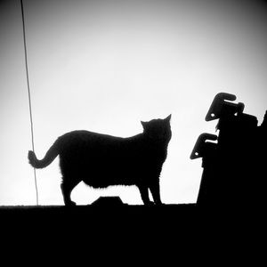 “Le chat”. Original photography, signed by artist.